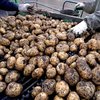 В Україні обвалилися ціни на картоплю