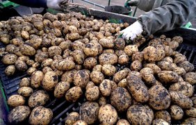 В Україні обвалилися ціни на картоплю