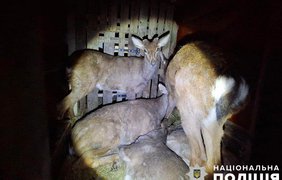 У Києві затримали водія, який віз дев'ять оленів, один з них помер (фото, відео)