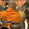  У Таїланді зробили фуршет для слонів
