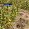 На Запоріжжі виявили плантацію марихуани