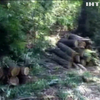 В Днепропетровской области массово вырубают лес