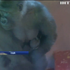 У зоопарку Філадельфії вперше показали дитинча горили