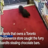 У Канаді бурундуки викрали з магазину 40 шоколадок