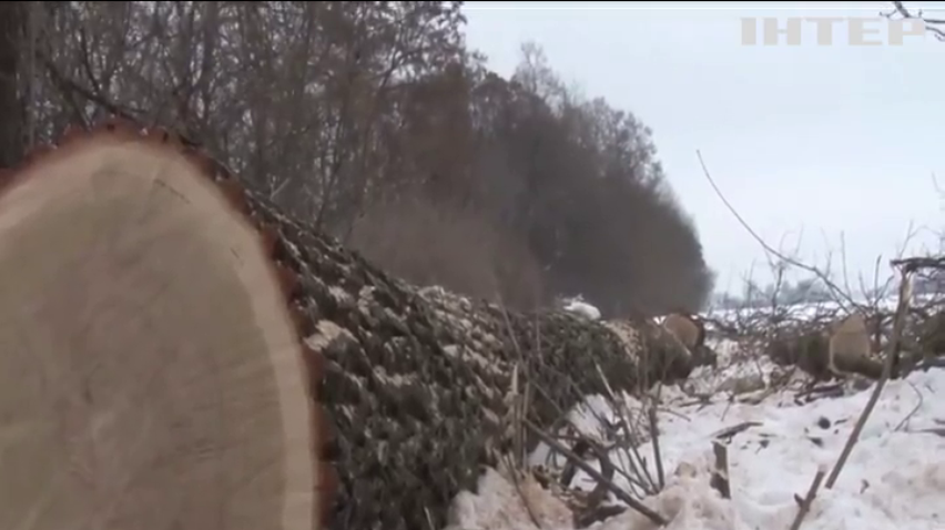 На Харківщинібраконьєри незаконно вирубують лісосмуги