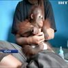 Родина з Індонезії врятувала дитинча орангутанга