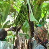 В Індії відходи від бананів перероблятимуть у кошики (відео)