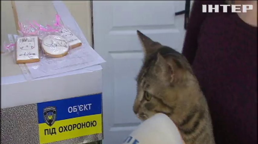 В Києві влаштували ярмарок вуличних котів