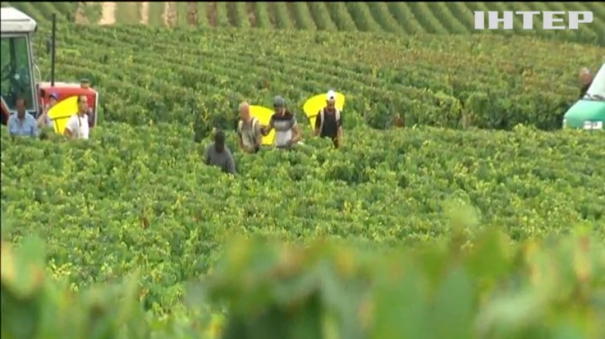 Винороби Франції втратили до 80% врожаю
