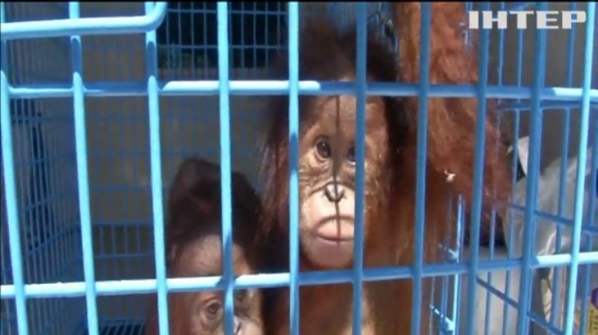 Таїландському зоопарку передали дитинчат орангутанга