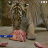 У зоопарку Праги показали рідкісних тигренят