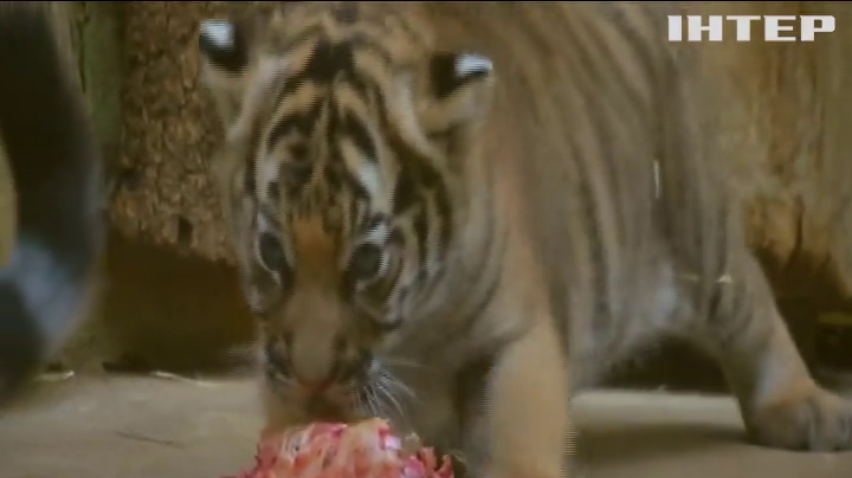 У зоопарку Праги показали рідкісних тигренят