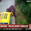 У Китаї дикий слон атакував автобус