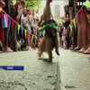У Гонконзі влаштували перегони для маленьких собак