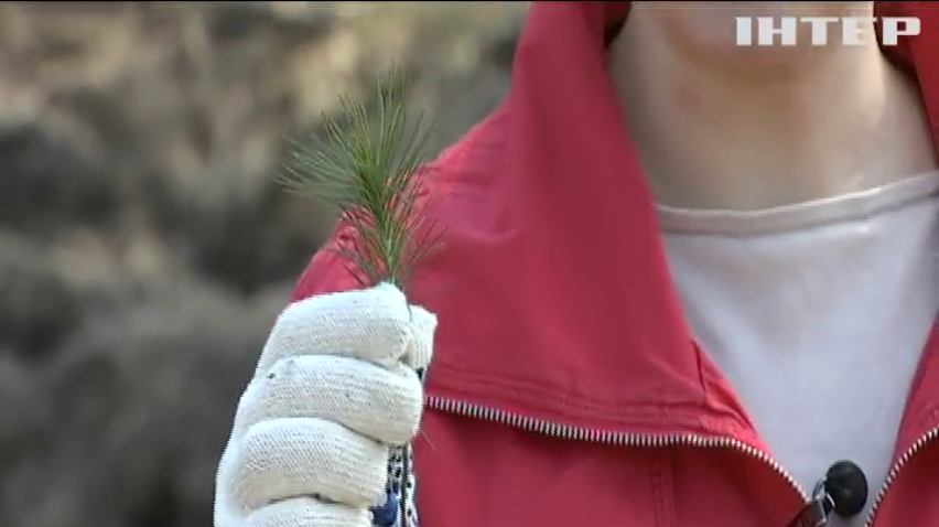 Під Києвом активісти висадили тисячі дерев (відео)