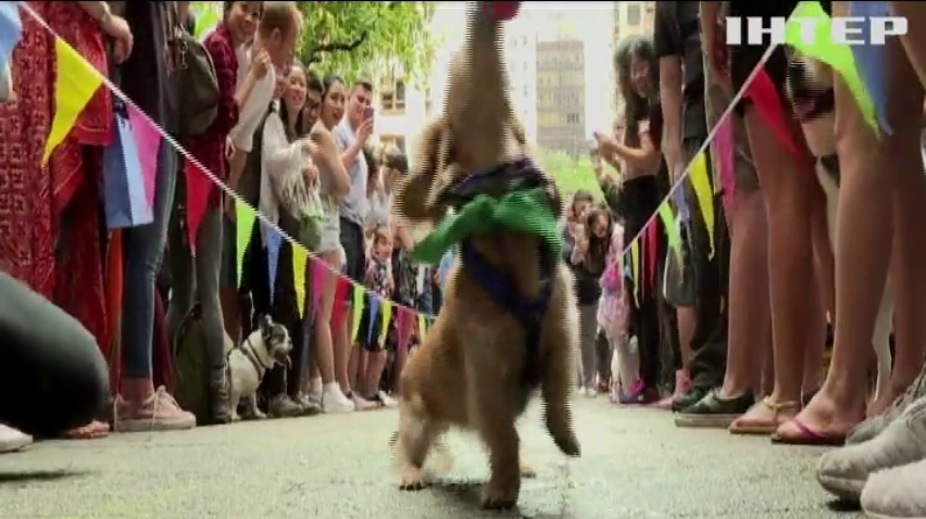 У Гонконзі влаштували перегони для маленьких собак