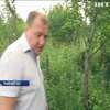 На Львівщині містяни масово вирубують ліси