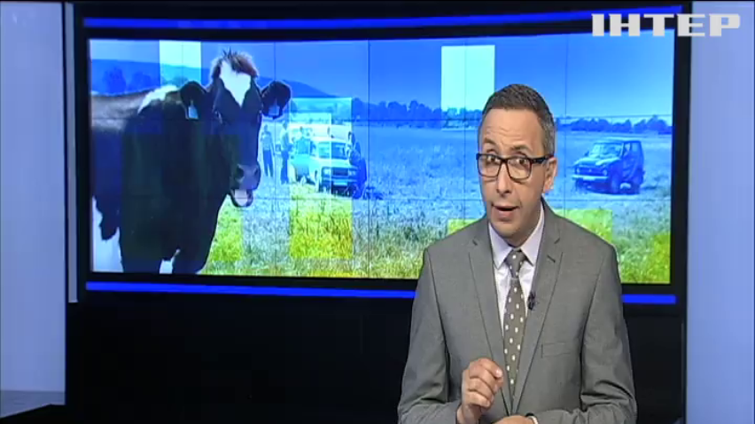 Корова-втікачка: як тварина перетнула кордон ЄС (відео)
