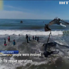 Аргентинці врятували кита від смерті