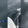 Американець врятував кита від смерті
