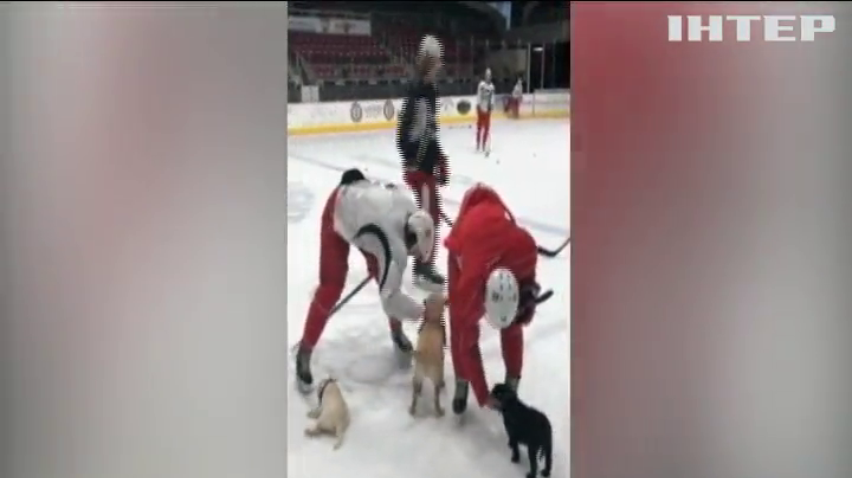 Собаки готують хокеїстів до вирішальних матчів (відео)