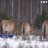 У Чорнобильській зоні шукають диких тварин (відео)