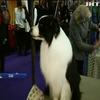 У США стартувала знаменита виставка собак