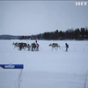 Перегони на оленях: у Лапландії провели традиційні змагання