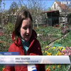 Мешканка Миколаєва виростила тисячі тюльпанів на подвір'ї