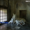 У мексиканському зоопарку уперше показали новонароджених бенгальських тигренят