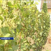 Житель Буковини вирощує рідкісні сорти винограду