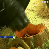 Геловін у зоопарку: звірята ласують гарбузом із сюрпризом