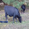 У Канаді продали унікальну корову за рекордну суму