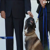Дональд Трамп прийняв у Білому домі собаку-героя