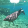 У США розшукують вбивць дельфінів