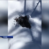 Канадський ведмедик відкопав себе зі снігу після зимової сплячки