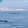До узбережжя Франції припливли кити-фінвали
