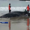 У Бразилії врятували кита, якого викинуло на пляж