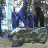 В Індонезії зоозахисники випустили на волю рідкісних зелених черепах