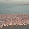 Озеро у Казахстані порожевіло від фламінго