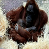У Празькому зоопарку народилось дитинча орангутана 