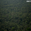 Земля втратила за рік рекордну кількість лісу