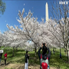 У Вашингтоні розцвіла сакура