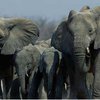 Российский инженер двое суток скрывался от диких слонов