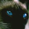 Атипичная пневмония, возможно, пошла от мяса диких кошек