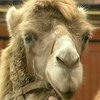 В Арабских Эмиратах проходит конкурс верблюжьей красоты
