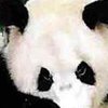 Экскременты панды - настоящее сокровище, считают биологи