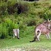 Австралийские солдаты получили приказ на отстрел кенгуру