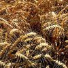 Россия готова увеличить экспортные поставки собственного зерна в Украину
