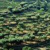 Неурожай оливок в Испании стал причиной роста цен на оливковое масло